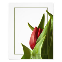 Naissance d'une tulipe de rouge de ressort photographies d’art