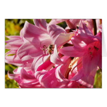 Naked lady lily with bee - Card
