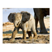 Namibia, Africa: Baby African Elephant Postcard