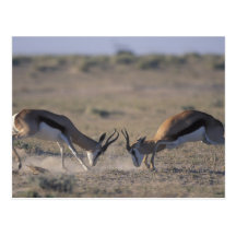 Namibia, Etosha National Park, Two male Post Card