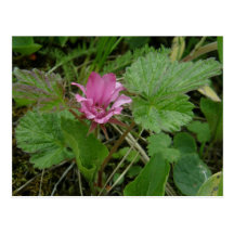 Nangoon Blossom, Unalaska Island Postcards