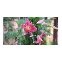 Nantucket Flowers Photo Greeting Card