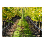 Napa Valley California Grape Vineyard Postcard