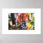 Napa Valley Grape Bunch with Leaves posters