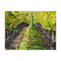 Napa Valley Vineyard in California
