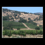 Napa Valley Vineyard Scape postcards
