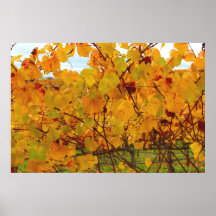 Napa Valley Wine Country Vineyard Print