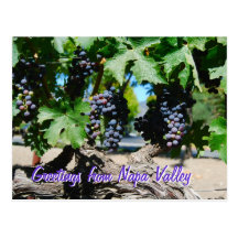 Napa Vineyard Grapes on Vine Postcard