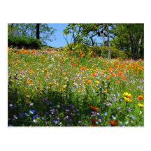 Napa wildflowers card post cards