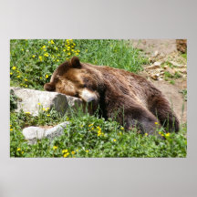Napping Brown Bear Poster