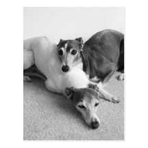 Napping Italian Greyhounds Post Cards