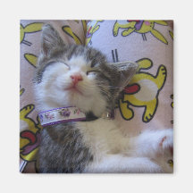 Nappy-time Kitty Refrigerator Magnets