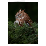 Naptime for Screech Owl note card