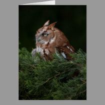 Naptime for Screech Owl note card cards