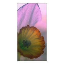 Narcissus 2 picture card