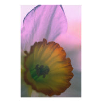 Narcissus 2 photo art