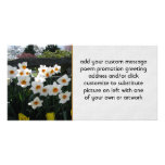 Narcissus and Wooden Fence Photo Greeting Card