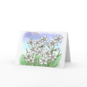 Narcissus cards