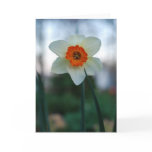 Narcissus cards