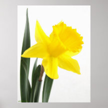 Narcissus Daffodil Print