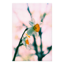 Narcissus Flowers - gentle white and yellow photog