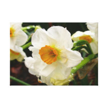 Narcissus Flowers  Stretched Canvas Print