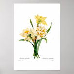 Narcissus gouani print