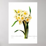 Narcissus tazetta var. print