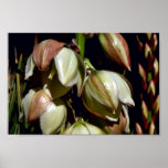 Narrow-leaf Yucca Posters
