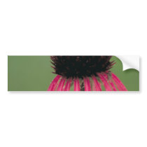 Narrow-leaved Coneflower Bumper Stickers