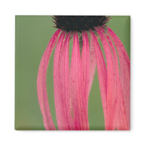 Narrow-leaved Coneflower Fridge Magnets