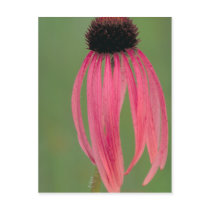 Narrow-leaved Coneflower Post Cards