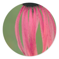 Narrow-leaved Coneflower Sticker