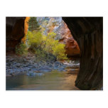Narrows In Zion National Park Post Card