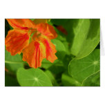 Nasturtium Cards