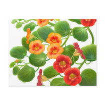 Nasturtium Flowers Postcard
