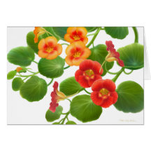 Nasturtium Garden Vines Card