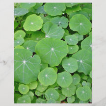 Nasturtium leaves face-on flyer design