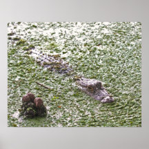 Natation d'alligator dans la copie de toile de lai posters