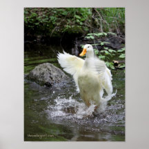 Natation de canard de Pekin Posters