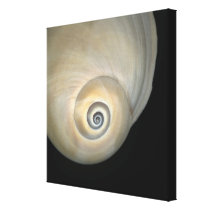Naticid shell gallery wrap canvas