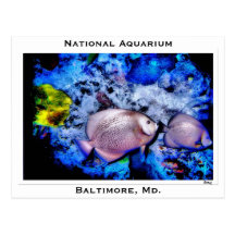 National Aquarium, Baltimore, Md. Post Card