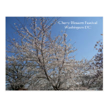 National Cherry Blossom Festival Washington DC 001 Postcards
