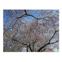 National Cherry Blossom Festival Washington DC 004 Post Card