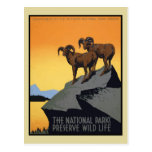 National Parks Preserve Wild Life Postcard