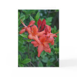 Native Azalea Spring Note Card