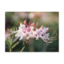 Native Pink Azalea Postcard