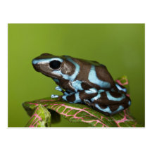 Native to Panama Postcards