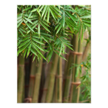 Natural Bamboo Zen Background Customized Template Photo Print