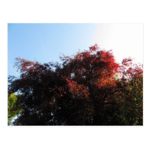 Natural Colour Postcard